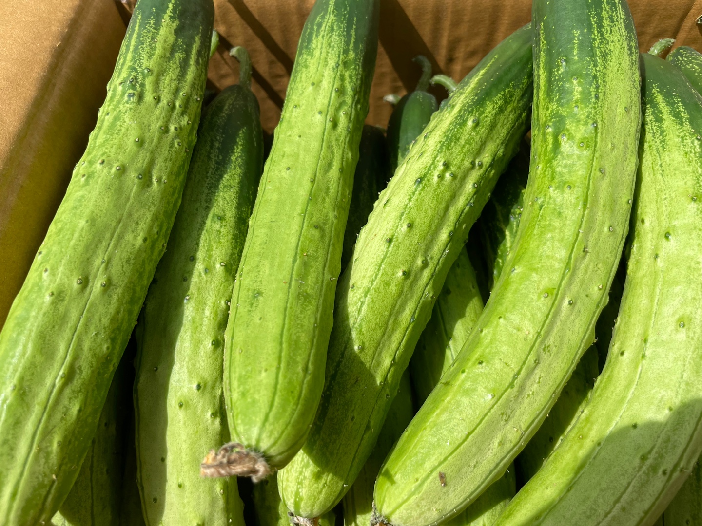 백오이